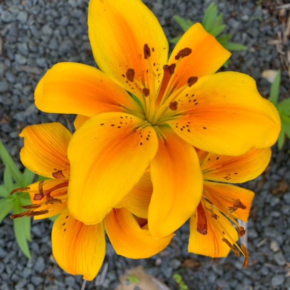 Meet your Posher, Summer - Picture 1 of 1